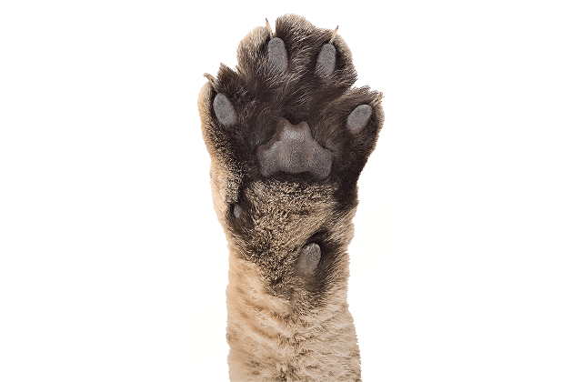 Paw Print